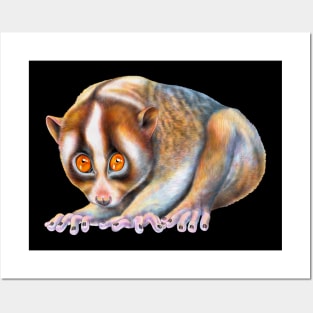 Slow Loris Posters and Art